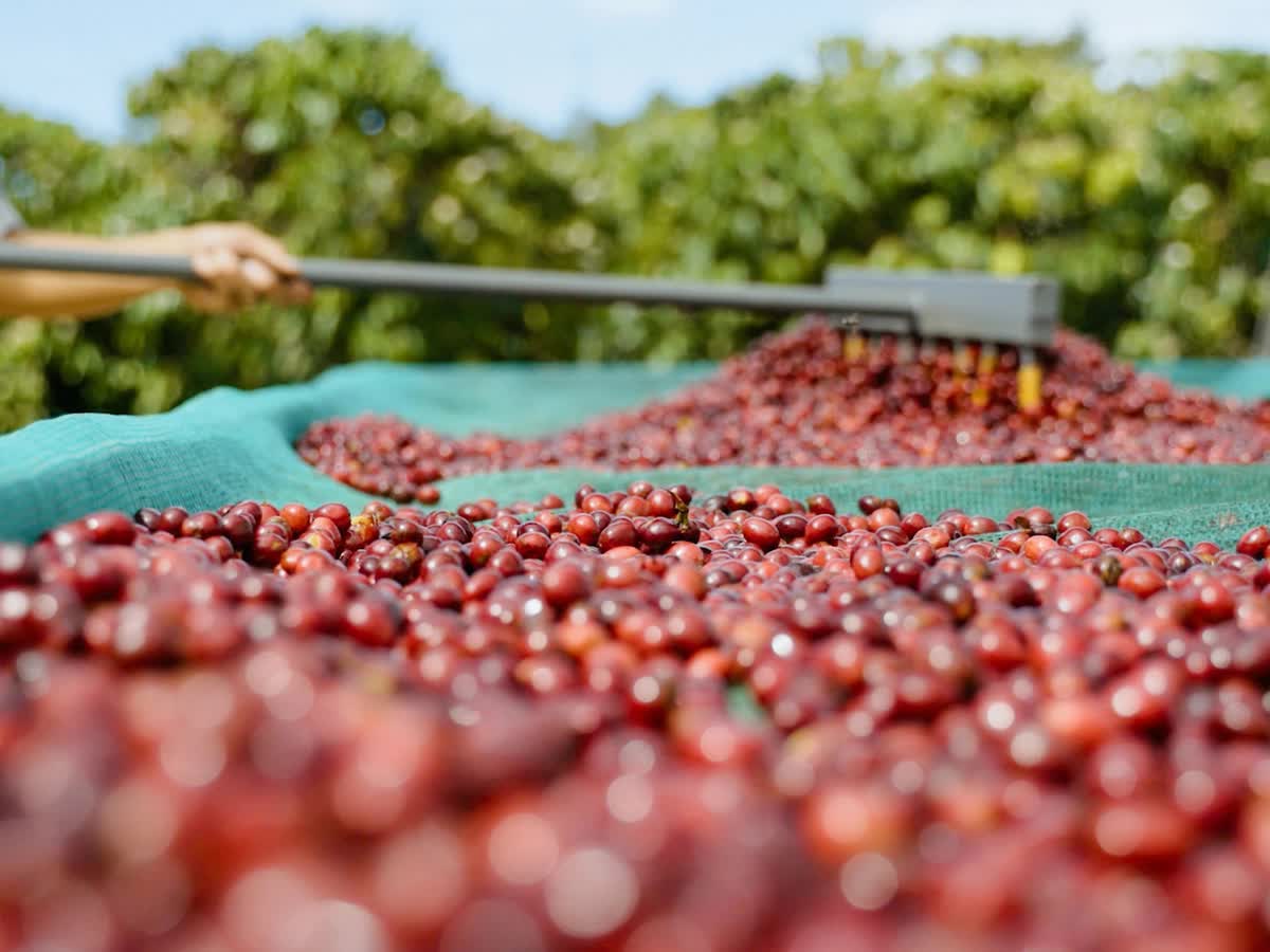 EU siết chuẩn an toàn thực phẩm, nông sản Việt đối mặt áp lực đáp ứng quy định SPS ngày càng khắt khe